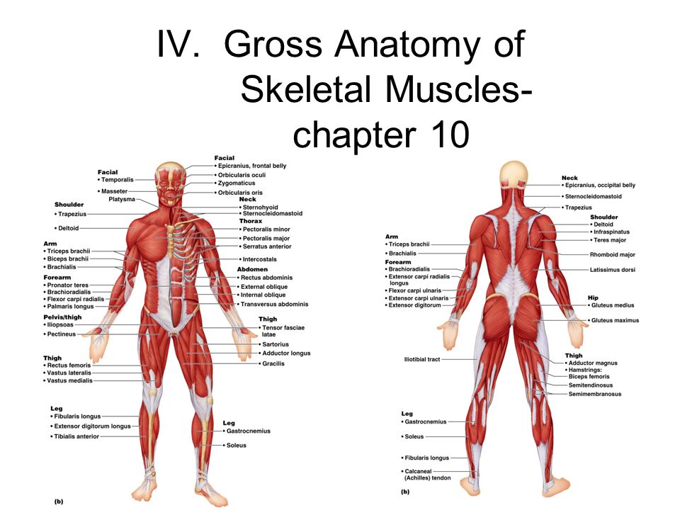 Presentation on theme: "The Muscular System-Gross Anatomy Over 600 Hum...