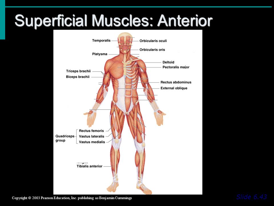 Superficial Muscles: Anterior Slide 6.43 Copyright © 2003 Pearson Education, Inc.