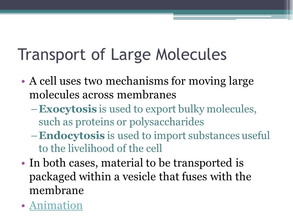 Transport of Large Molecules A cell uses two mechanisms for moving large molecules across membranes –Exocytosis is used to export bulky molecules, such as proteins or polysaccharides –Endocytosis is used to import substances useful to the livelihood of the cell In both cases, material to be transported is packaged within a vesicle that fuses with the membrane Animation