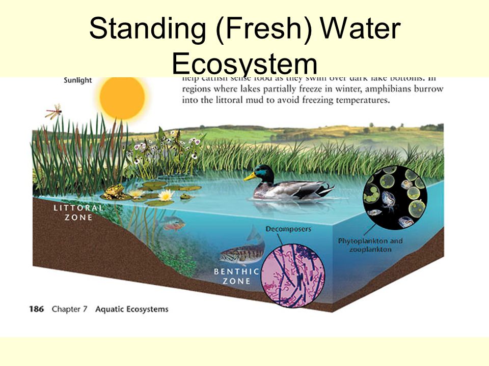 Waters stand. Aquatic ecosystems. Экосистема POWERPOINT. Water ecosystem. Ecosystem Definitive.