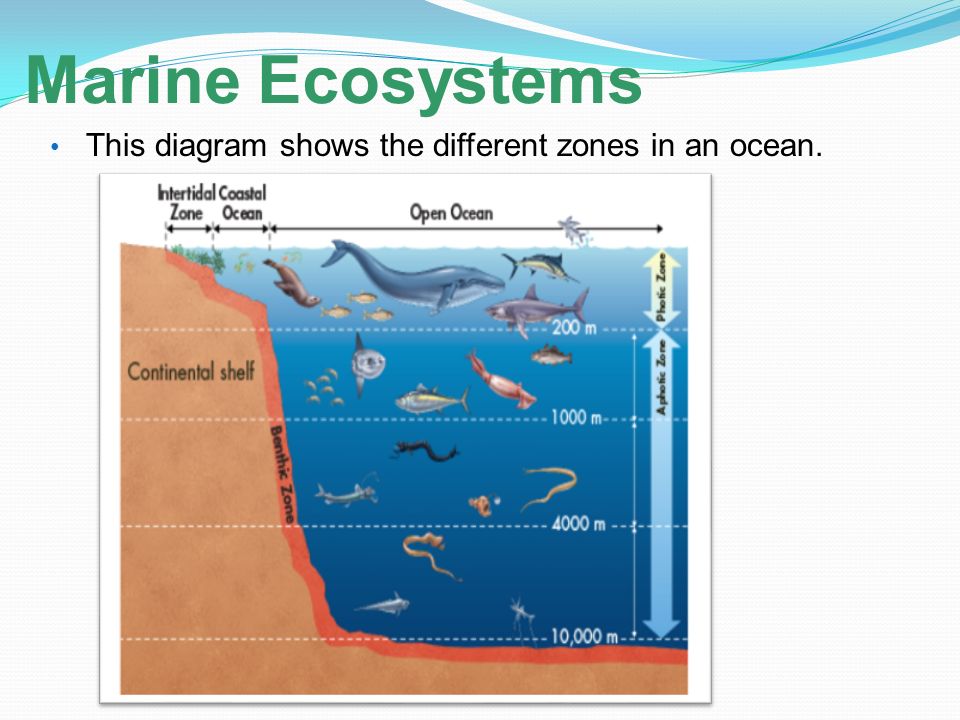 topic 2 \u2013 ecosystems bell ringer ride the waves the marine Ocean Ecosystem Worksheet 23 marine ecosystems this diagram shows the different zones in an ocean
