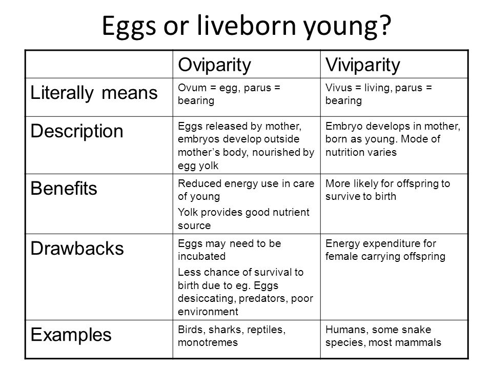 Eggs or liveborn young.