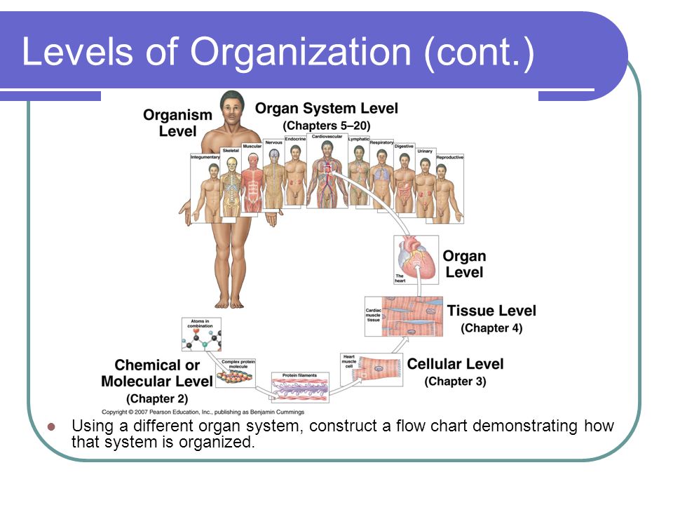 Organ System Flow Chart