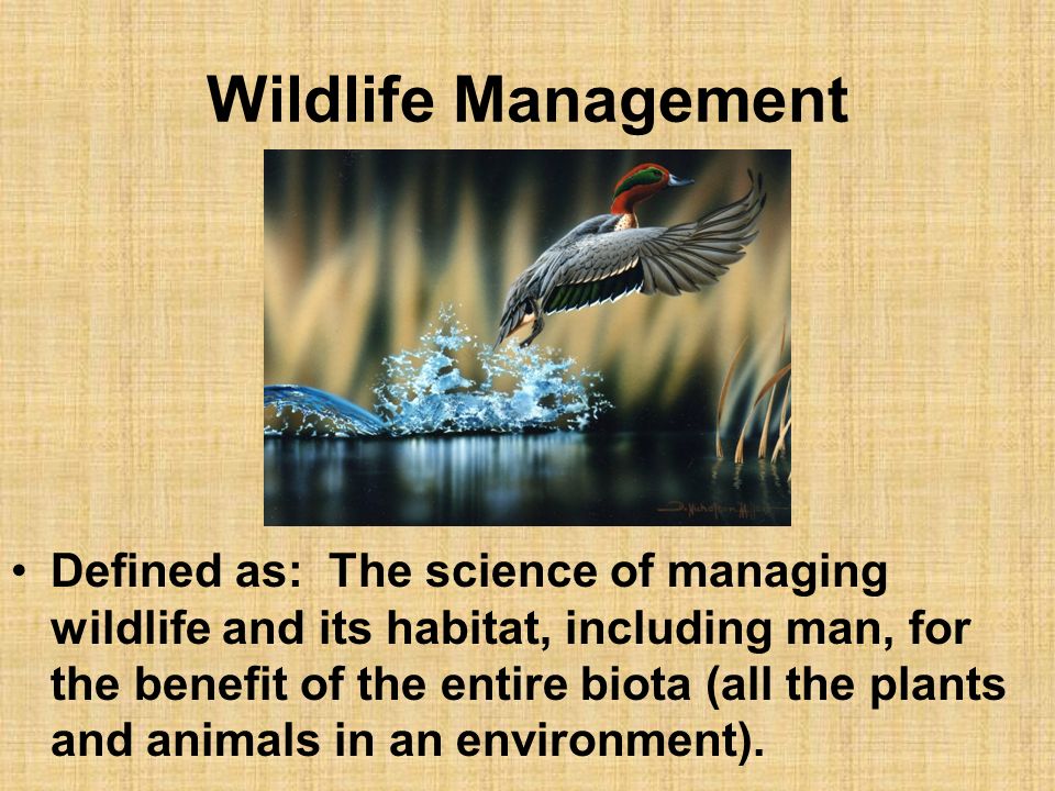PRINCIPLES OF WILDLIFE MANAGEMENT. Wildlife All wild animals that have a  backbone Includes mammals, birds, reptiles, amphibians, and fish. - ppt  download