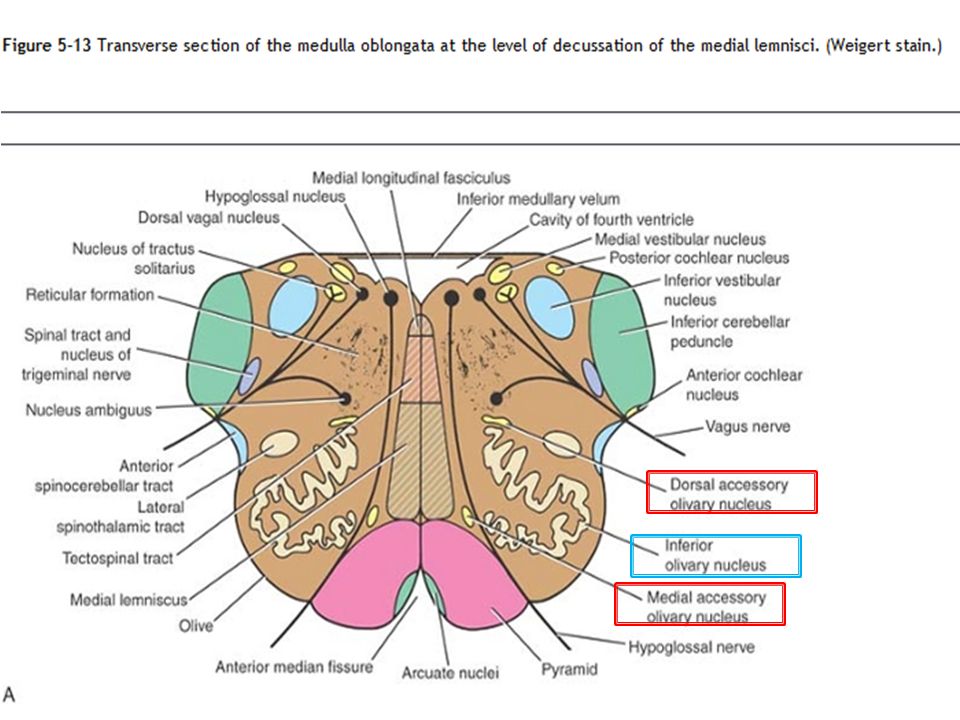 Lecture No 12 The Brainstem Medulla Oblongata Anatomy Iv Neuroanatomy Ppt Video Online Download
