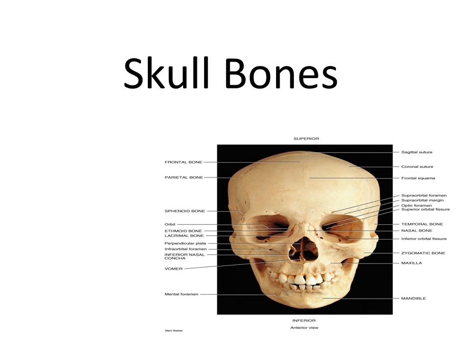 Skull Bones 28 Bones Hyoid 6 Single 11 Paired Ppt Download