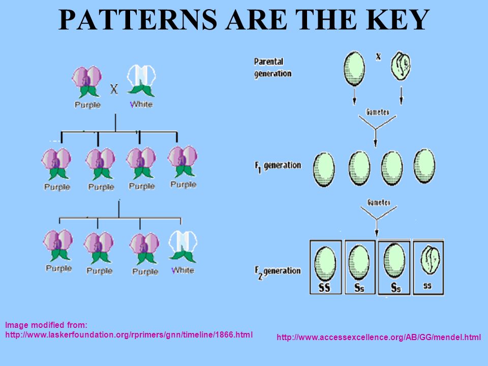 PATTERNS ARE THE KEY Image modified from: