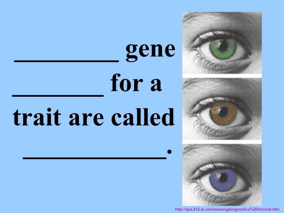 ________ gene _______ for a trait are called ___________.