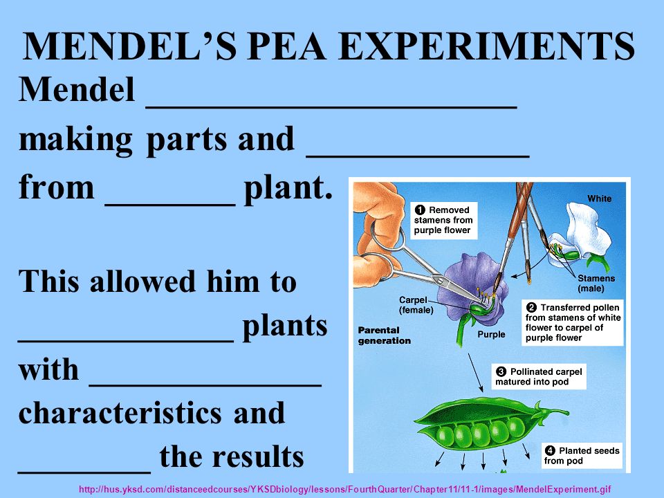MENDEL’S PEA EXPERIMENTS Mendel ____________________ making parts and ____________ from _______ plant.