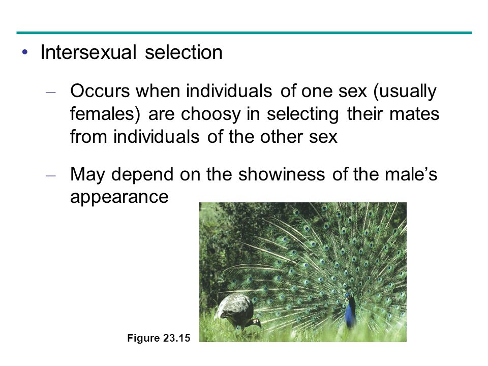 Intersexual selection – Occurs when individuals of one sex (usually females) are choosy in selecting their mates from individuals of the other sex – May depend on the showiness of the male’s appearance Figure 23.15