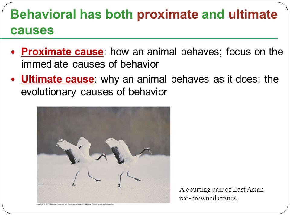 1. What is the difference between proximate and ultimate causes of behavior?  2. Explain the difference between kinesis and taxis. 3. What are the 4  common. - ppt download