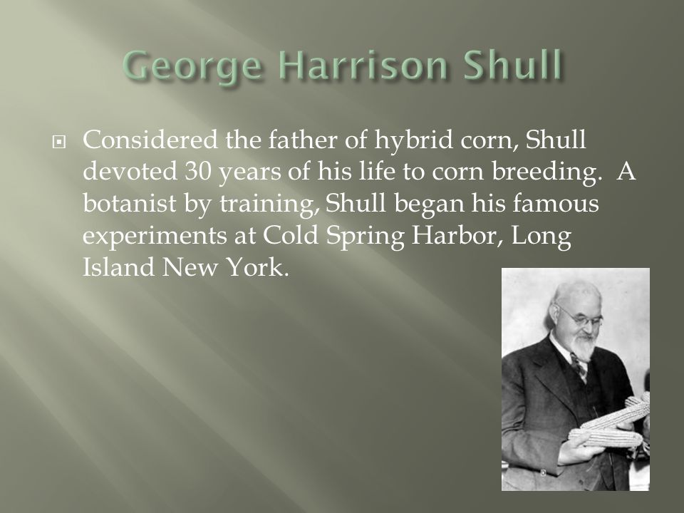Considered the father of hybrid corn, Shull devoted 30 years of his life to corn breeding. A botanist by training, Shull began his famous experiments. - ppt download