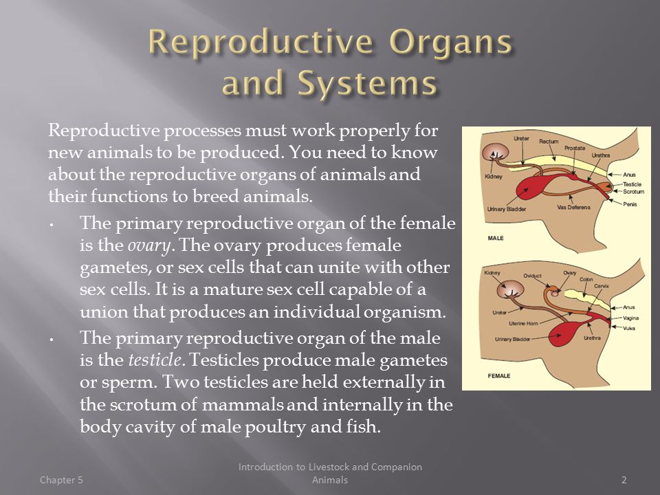 Chapter 5. Reproductive processes must work properly for new animals to be  produced. You need to know about the reproductive organs of animals and  their. - ppt download