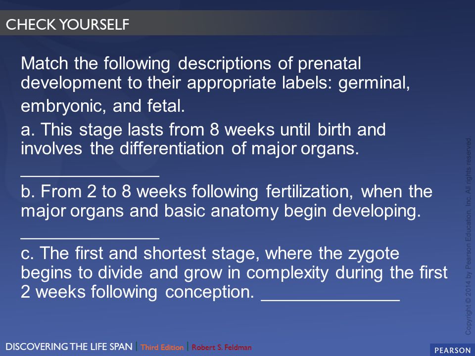 Match the following descriptions of prenatal development to their appropriate labels: germinal, embryonic, and fetal.