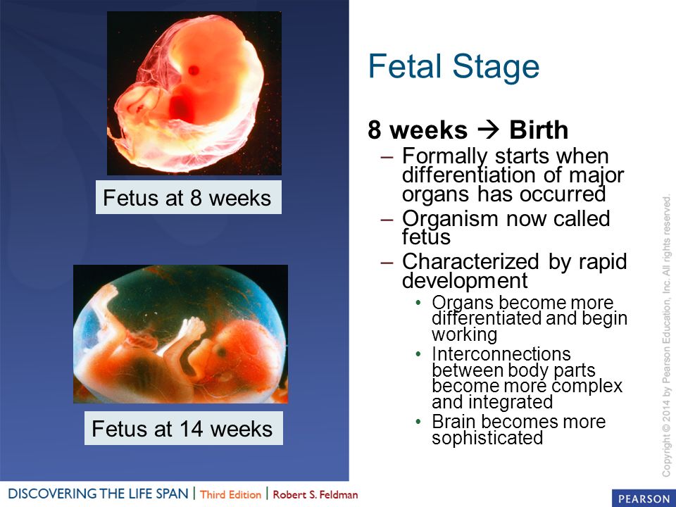 Fetal Stage 8 weeks  Birth –Formally starts when differentiation of major organs has occurred –Organism now called fetus –Characterized by rapid development Organs become more differentiated and begin working Interconnections between body parts become more complex and integrated Brain becomes more sophisticated Fetus at 8 weeks Fetus at 14 weeks
