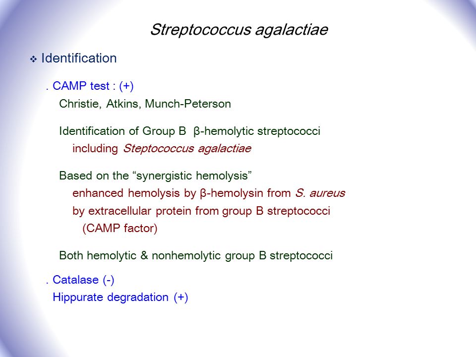 A) The CAMP test for identification of Group B streptococcus
