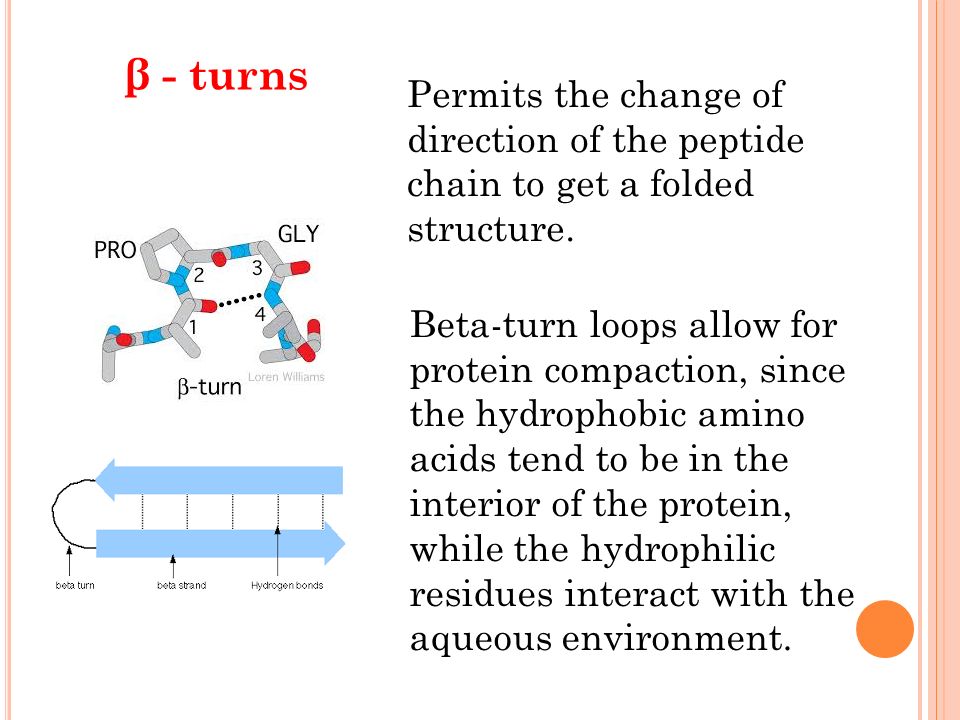 beta turns in proteins