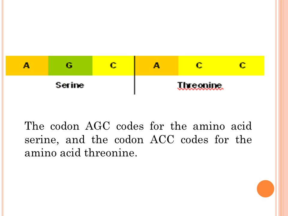 The codon AGC codes for the amino acid serine, and the codon ACC codes for the amino acid threonine.