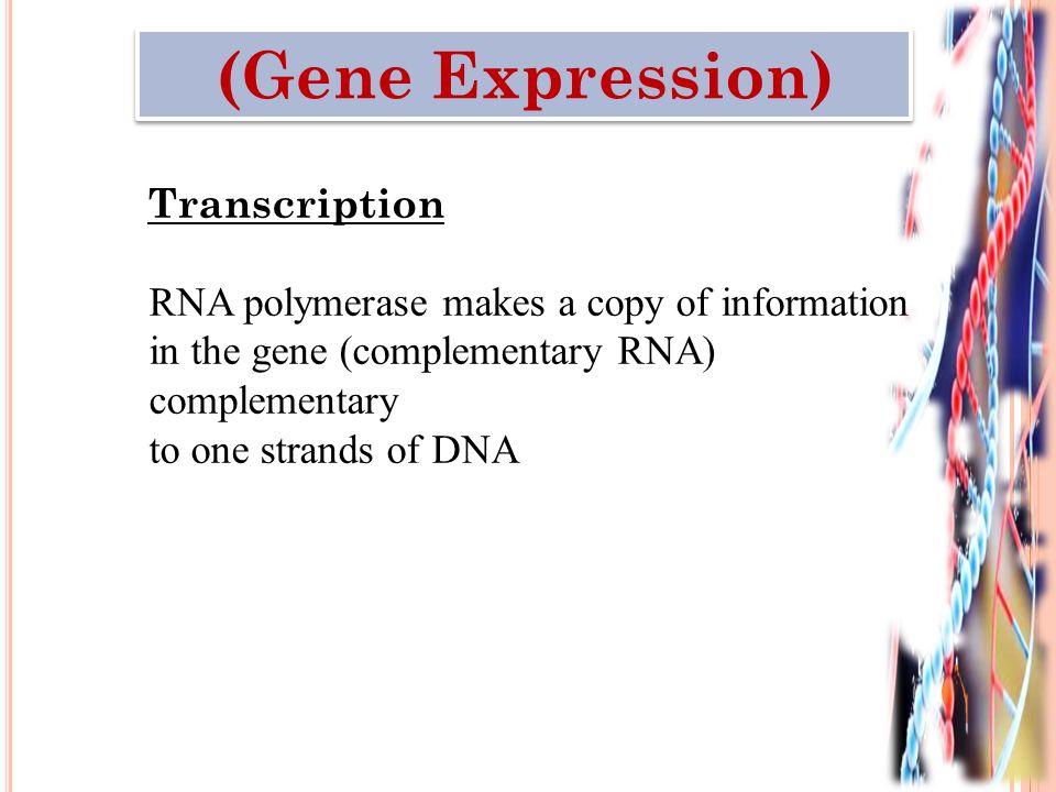 Transcription RNA polymerase makes a copy of information in the gene (complementary RNA) complementary to one strands of DNA (Gene Expression)