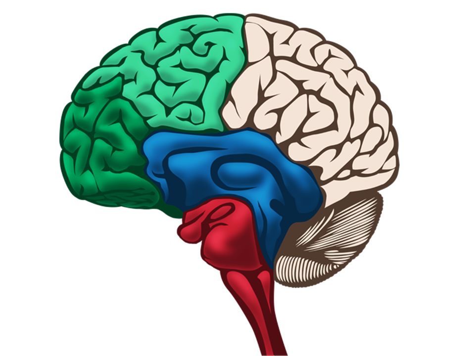 Неокортекс и лимбическая система. Рептильный лимбический неокортекс. Неокортекс лимбическая система и рептильный мозг. Строение мозга неокортекс. Рептильный мозг неокортекс