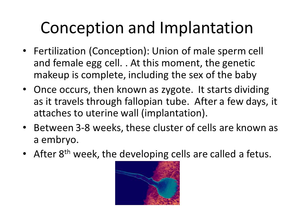 conception and implantation