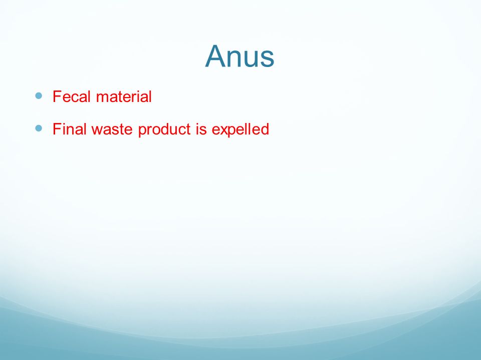 Anus Fecal material Final waste product is expelled