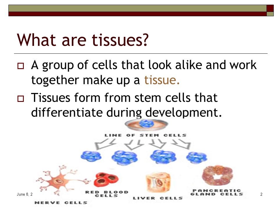 June 8, Support and Movement. June 8, What are tissues?  A group of cells  that look alike and work together make up a tissue.  Tissues form. - ppt  download