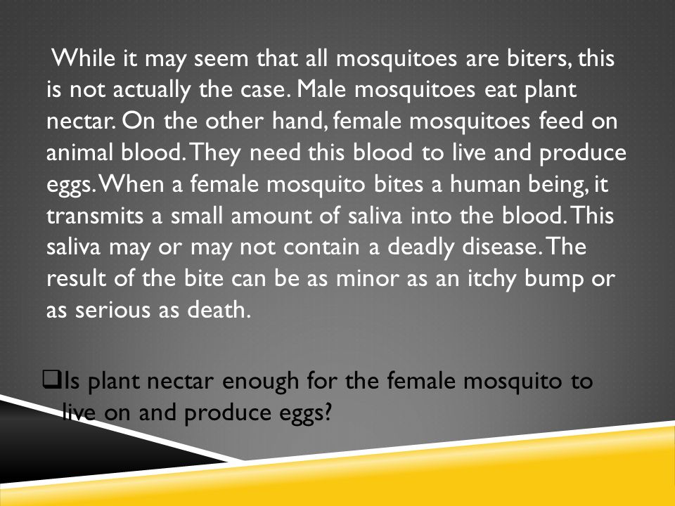 While it may seem that all mosquitoes are biters, this is not actually the case.