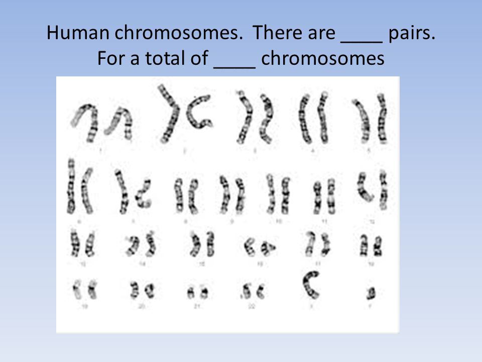 Human chromosomes. There are ____ pairs. For a total of ____ chromosomes