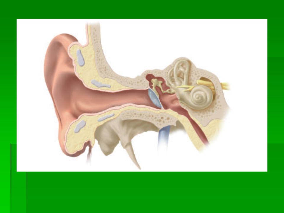 Среднее ухо костное. Косточки в среднем ухе. Кость в ухе человека.