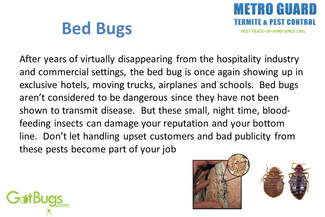Bed Bugs After years of virtually disappearing from the hospitality industry and commercial settings, the bed bug is once again showing up in exclusive hotels, moving trucks, airplanes and schools.