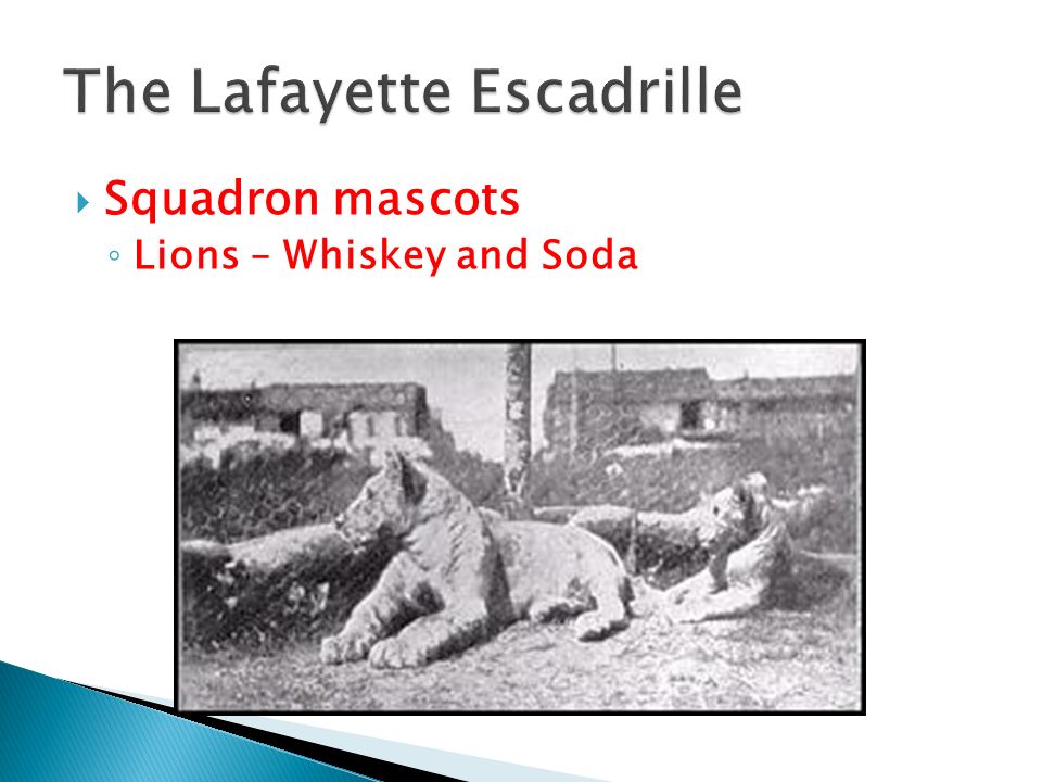  Squadron mascots ◦ Lions – Whiskey and Soda
