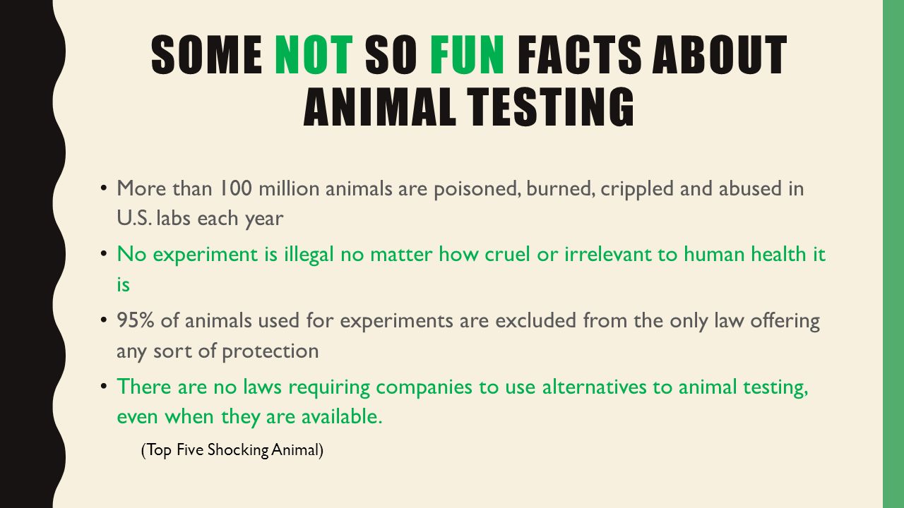 IS ANIMAL TESTING JUSTIFIABLE? RAQUEL PACHECO. SOME NOT SO FUN FACTS ABOUT ANIMAL  TESTING More than 100 million animals are poisoned, burned, crippled. - ppt  download
