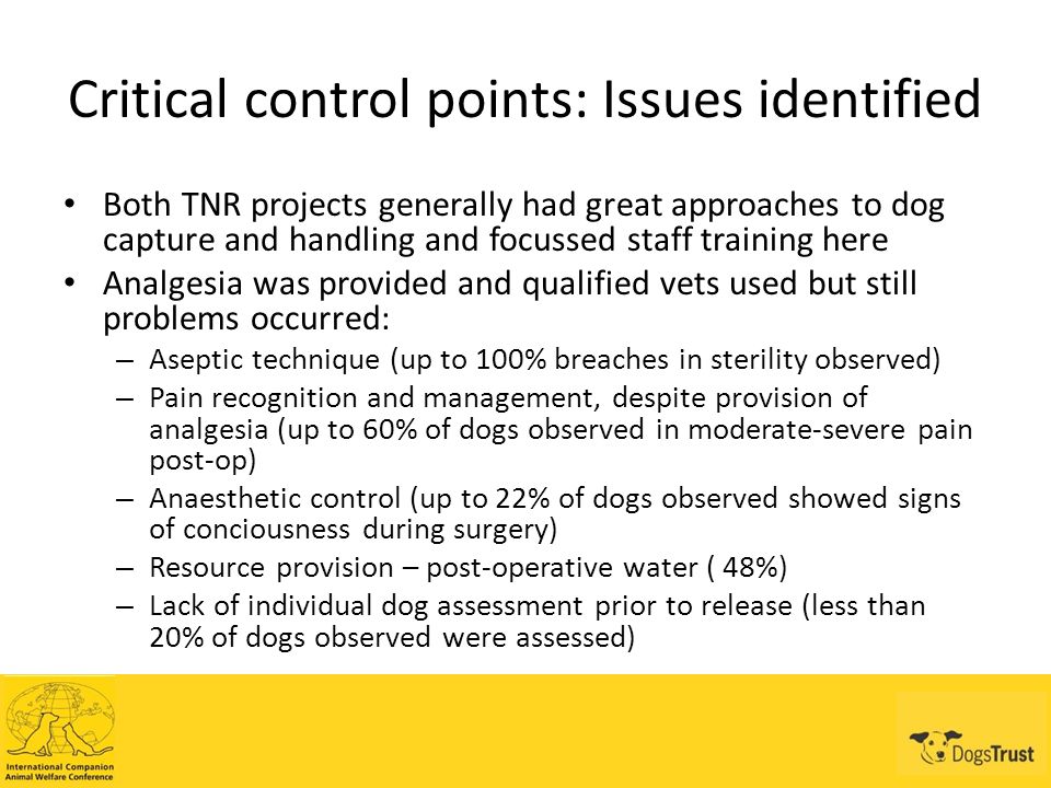 Critical control points: Issues identified Both TNR projects generally had great approaches to dog capture and handling and focussed staff training here Analgesia was provided and qualified vets used but still problems occurred: – Aseptic technique (up to 100% breaches in sterility observed) – Pain recognition and management, despite provision of analgesia (up to 60% of dogs observed in moderate-severe pain post-op) – Anaesthetic control (up to 22% of dogs observed showed signs of conciousness during surgery) – Resource provision – post-operative water ( 48%) – Lack of individual dog assessment prior to release (less than 20% of dogs observed were assessed)