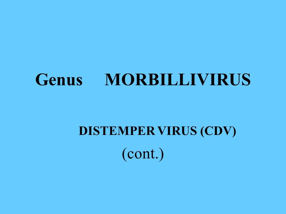 Genus MORBILLIVIRUS DISTEMPER VIRUS (CDV) (cont.)