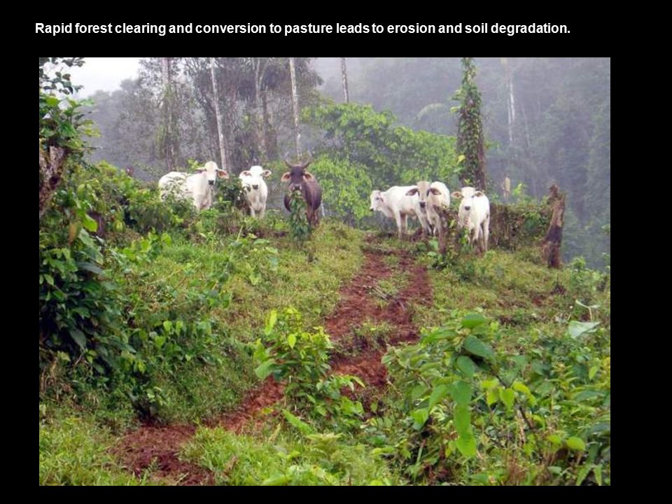 Rapid forest clearing and conversion to pasture leads to erosion and soil degradation.