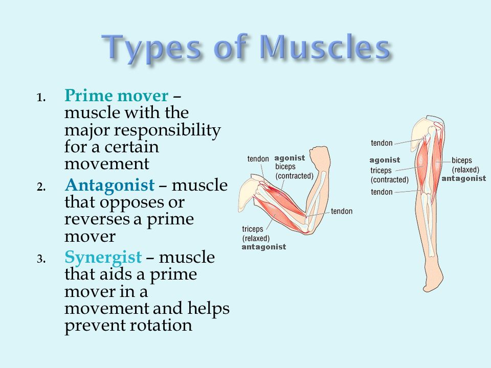 Section Movement Is Attained Due To A Muscle Moving An Attached Bone 2 section-movement-is-attained-due-to-a-muscle-moving-an-attached-bone-2