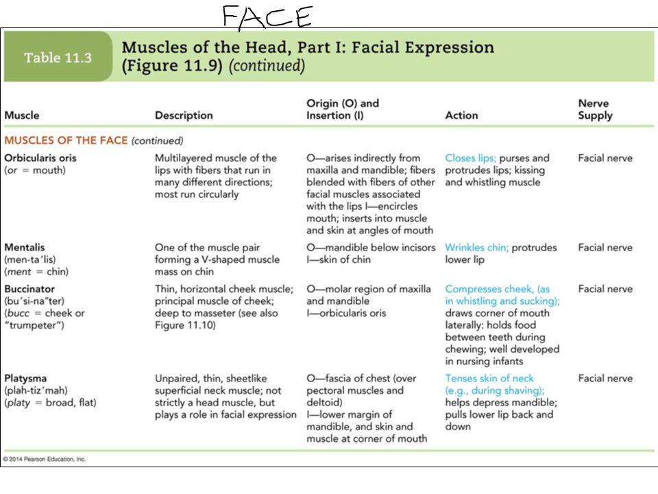 Seems magnificent Action of facial muscles regret, that Apologise, Action of facial muscles