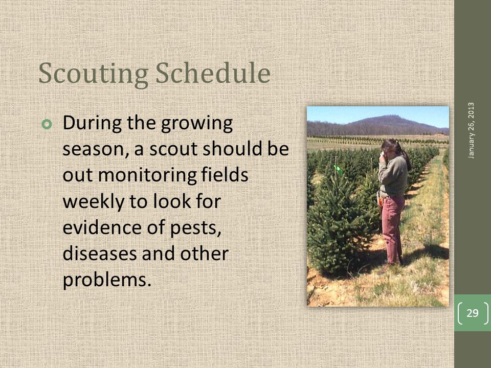 Scouting Schedule  During the growing season, a scout should be out monitoring fields weekly to look for evidence of pests, diseases and other problems.