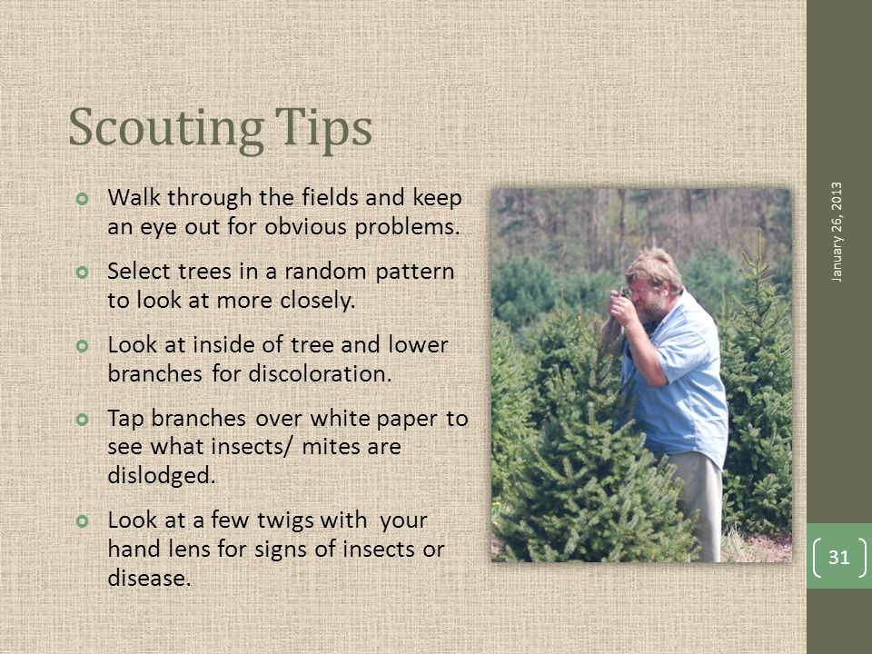 Scouting Tips  Walk through the fields and keep an eye out for obvious problems.