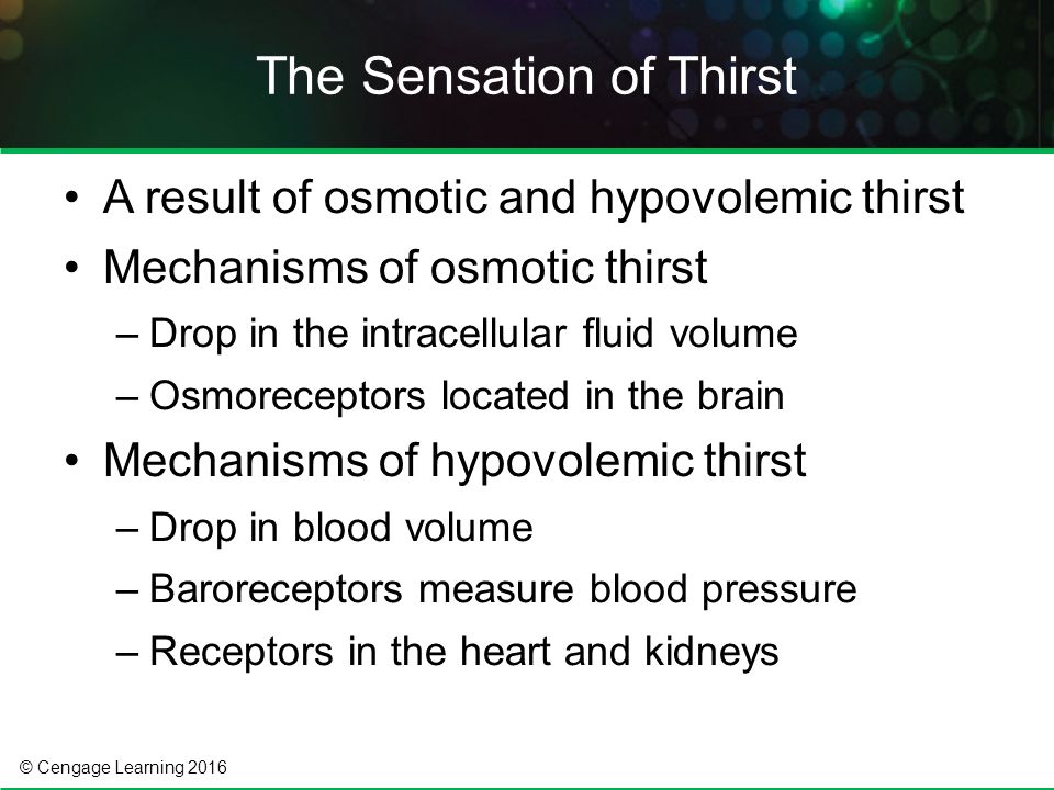 © Cengage Learning 2016 A result of osmotic and hypovolemic thirst Mechanisms of osmotic thirst –Drop in the intracellular fluid volume –Osmoreceptors located in the brain Mechanisms of hypovolemic thirst –Drop in blood volume –Baroreceptors measure blood pressure –Receptors in the heart and kidneys The Sensation of Thirst