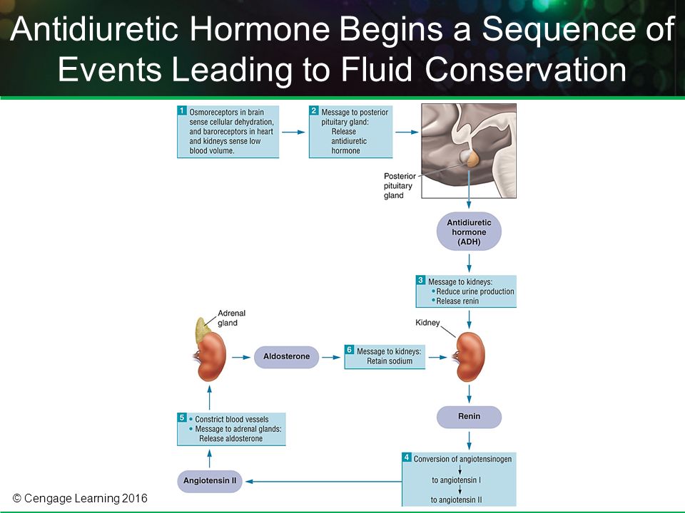© Cengage Learning 2016 Antidiuretic Hormone Begins a Sequence of Events Leading to Fluid Conservation