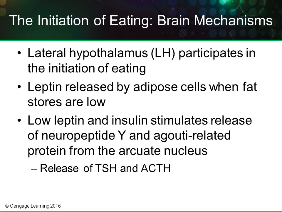 © Cengage Learning 2016 Lateral hypothalamus (LH) participates in the initiation of eating Leptin released by adipose cells when fat stores are low Low leptin and insulin stimulates release of neuropeptide Y and agouti-related protein from the arcuate nucleus –Release of TSH and ACTH The Initiation of Eating: Brain Mechanisms