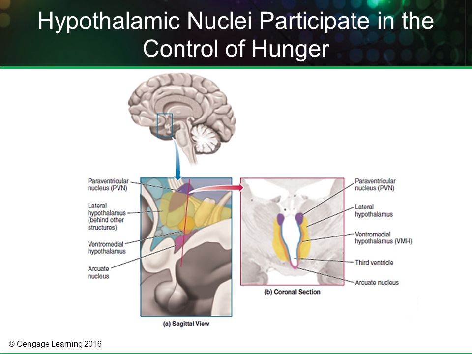 © Cengage Learning 2016 Hypothalamic Nuclei Participate in the Control of Hunger