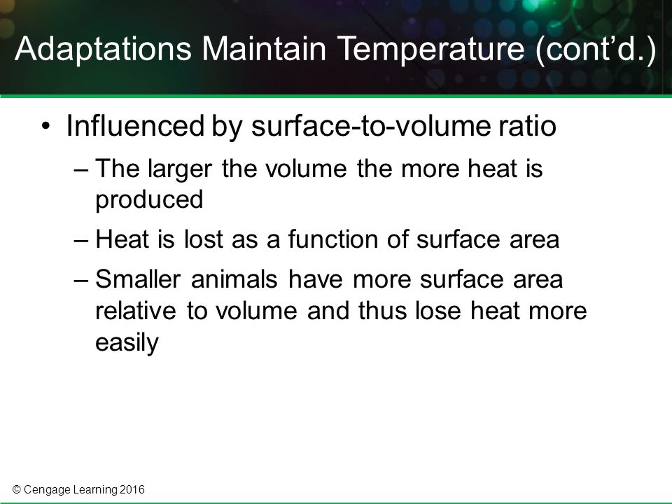 © Cengage Learning 2016 Influenced by surface-to-volume ratio –The larger the volume the more heat is produced –Heat is lost as a function of surface area –Smaller animals have more surface area relative to volume and thus lose heat more easily Adaptations Maintain Temperature (cont’d.)
