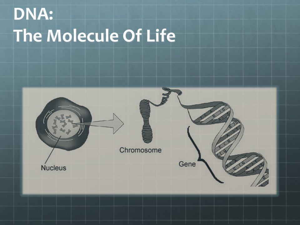 DNA: The Molecule Of Life