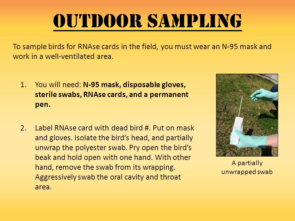 Outdoor Sampling 1.You will need: N-95 mask, disposable gloves, sterile swabs, RNAse cards, and a permanent pen.