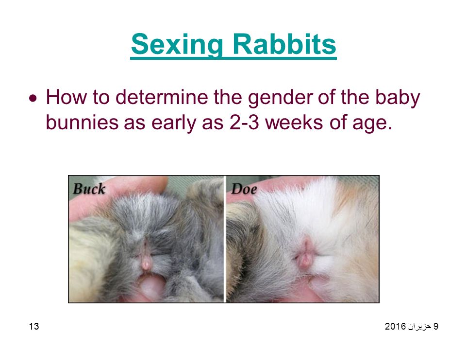 Rabbits Engaged Sex On White Background Stock Photo