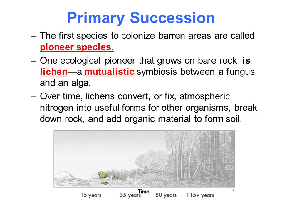 4.3 Succession Chapter Succession Key Questions: 1)How do ...
