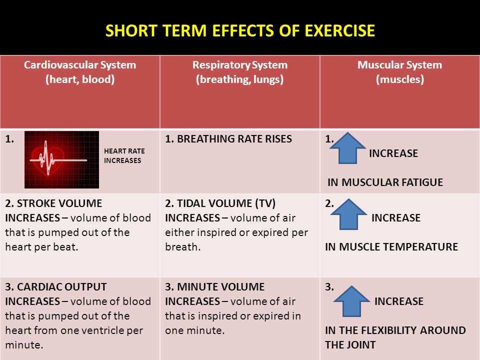 Revision – Year 11 Short term effects of exercise on the cardiovascular  system, respiratory system and muscles Muscles and movement. - ppt download